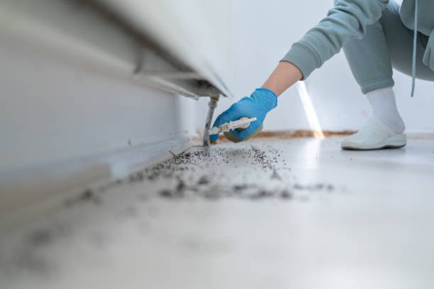 Best Wasp Removal Services  in Edison, GA